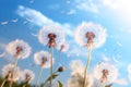 Meadow, blue sky and group of dandelions blowing in the wind