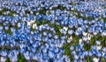 Meadow of blue and white crocus flowers Royalty Free Stock Photo