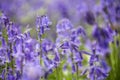 Meadow of Bluebells Royalty Free Stock Photo
