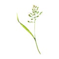 Meadow bluegrass hand-drawn. Watercolor floral illustration of delicate grass isolated on white background. Meadow