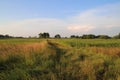 Meadow in Brandenburg, Germany, field of grass