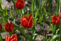 bright multicolored tulips lit by the spring sunshine Royalty Free Stock Photo