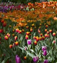 Bright multicolored tulips lit by the spring sunshine Royalty Free Stock Photo