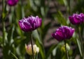 bright multicolored tulips lit by the spring sunshine Royalty Free Stock Photo