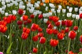 Bright multicolored tulips lit by the spring sunshine Royalty Free Stock Photo
