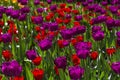 Bright multicolored tulips lit by the spring sunshine Royalty Free Stock Photo