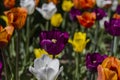 Bright multicolored tulips lit by the spring sunshine Royalty Free Stock Photo