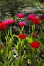 bright multicolored tulips lit by the spring sunshine Royalty Free Stock Photo