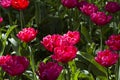bright multicolored tulips lit by the spring sunshine Royalty Free Stock Photo