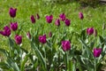 Bright multicolored tulips lit by the spring sunshine Royalty Free Stock Photo