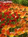 bright multicolored tulips lit by the spring sunshine Royalty Free Stock Photo