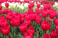 Meadow of bright pink and white tulips close-up at Goztepe Park in Istanbul, Turkey Royalty Free Stock Photo