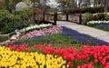 Meadow with bright yellow, pink, white and red tulips whith brown bridge in Emirgan Park in Istanbul, Turkey