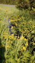 Meadow with a brooklet, summertime. Royalty Free Stock Photo