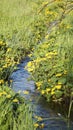 Meadow with a brooklet, summertime. Royalty Free Stock Photo