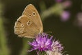 Meadow brown (Aphantopus hyperantus)