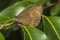 Meadow brown (Aphantopus hyperantus)