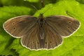 Meadow brown (Aphantopus hyperantus)