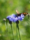 Meadow brown butterfly