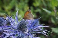 Meadow Brown Butterfly on Eryngium sea holly flowerhead Royalty Free Stock Photo