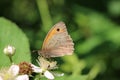 Meadow Brown Butterfly Feeding On Bramble Flower In Close Up