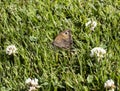 A meadow brown butterfly feeding on clover in a garden lawn