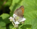 Meadow Brown Butterfly Feeding On White Bramble Flower