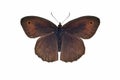 Meadow brown butterfly male isolated on white background