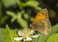 Meadow brown Butterfly