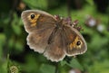 Meadow Brown Butterfly