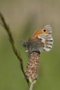 Meadow brown butterfly, Maniola jurtina