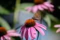 Meadow brown butterfly (Maniola jurtina) on eastern purple coneflower (Echinacea purpurea). Royalty Free Stock Photo