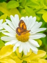 Meadow brown butterfly, Maniola jurtina. English country Garden Royalty Free Stock Photo