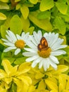 Meadow brown butterfly, Maniola jurtina. English country Garden Royalty Free Stock Photo