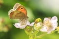 Meadow brown butterfly Maniola jurtina feeding nectar Royalty Free Stock Photo