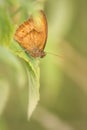 Meadow brown butterfly