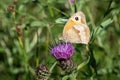 Meadow Brown Butterfly (Maniola jurtina