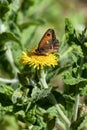 Meadow Brown Butterfly (Maniola jurtina