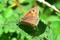 Meadow Brown Butterfly