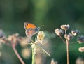 Meadow brown butterfly, Maniola jurtina, in natural habitat. Backlit by evening sun.