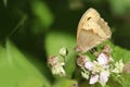 A Meadow Brown Butterfly Maniola Jurtina Nectaring On A Bramble Flower.