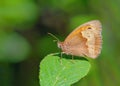 Meadow Brown butterfly - Maniola jurtina resting on a Bramble leaf.