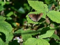 Meadow Brown Butterfly - Maniola jurtina, Suffolk, England, UK