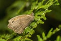 Meadow Brown Butterfly Maniola jurtina