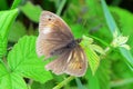 Meadow Brown Butterfly