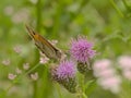 Meadow brown butterfly on a milk thistle flower Royalty Free Stock Photo