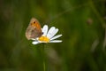Meadow Brown butterfly on an oxeye daisy
