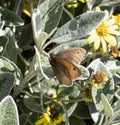 Meadow Brown Butterfly perched on daisy bush plant