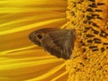 Meadow brown butterfly sucking nectar at a flower Royalty Free Stock Photo