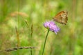 The meadow brown butterfly on a violet flower